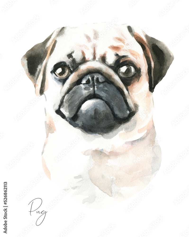Watercolor Pug dog breed black cute realistic illustration, dog head,detailed face hipster portrait,dog in funny hat, puppy fashion print, cute baby dog isolated on white background printable diy