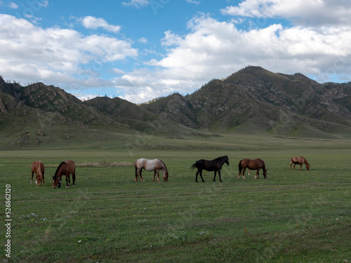 Horses with foals grazing in a pasture in the Altai Mountains