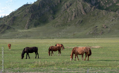 Horses with foals grazing in a pasture in the Altai Mountains