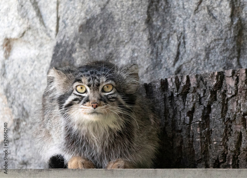 Manul a small wild cat with a broad, but fragmented distribution in the grasslands and montane steppes of Central Asia photo