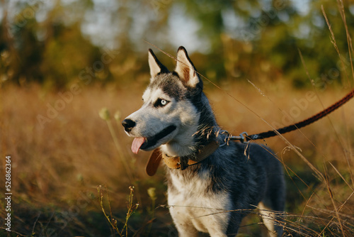 A dog of the Husky breed walks in nature on a leash in the park  sticking out his tongue from the heat and looking into the profile of the autumn landscape