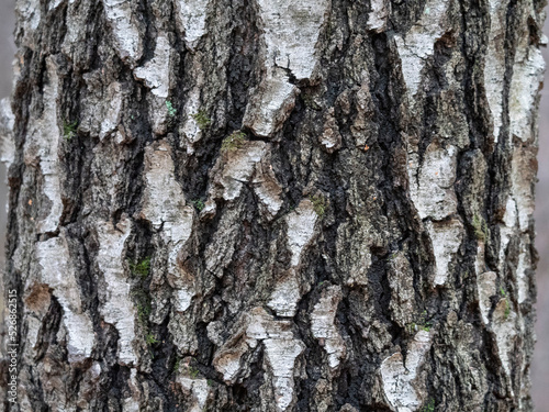 Fototapeta Naklejka Na Ścianę i Meble -  Bark of birch in the cracks texture