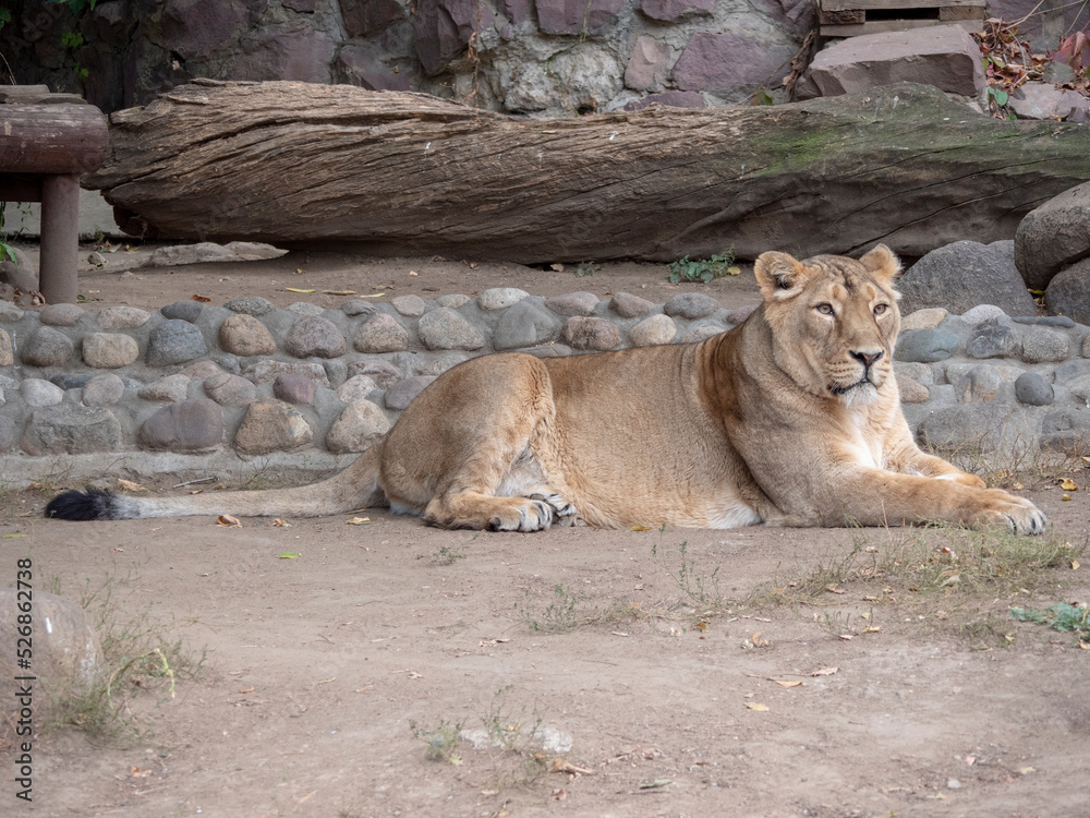 Portrait lioness basking in the warm sun after dinner Portrait lioness basking in the warm sun after dinner