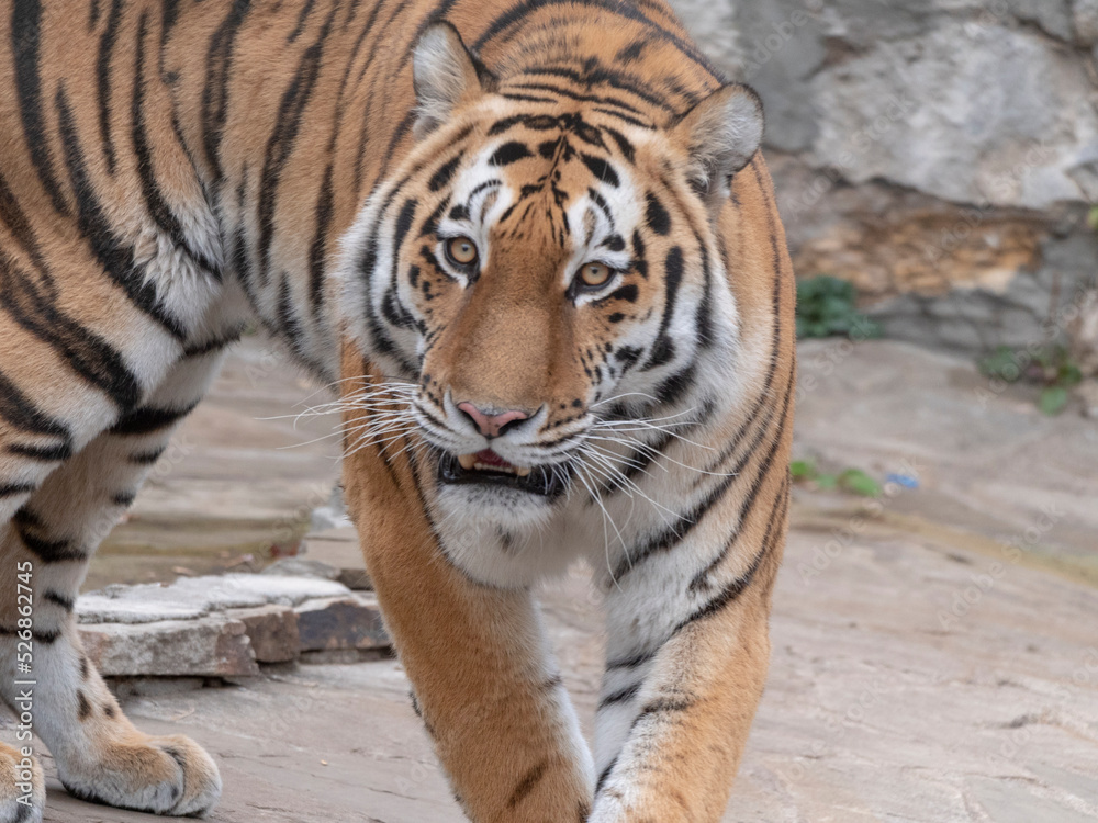 The Amur tiger is the graceful gait of the taiga