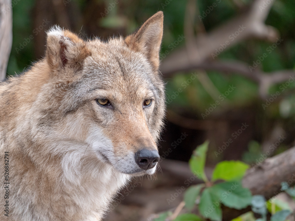 Grey Wolf Canis lupus Portrait - captive animal