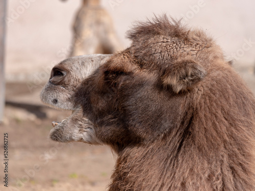 Portrait of a graceful two-humped camel resting in the shade photo