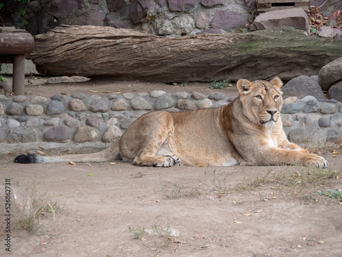 Portrait lioness basking in the warm sun after dinner