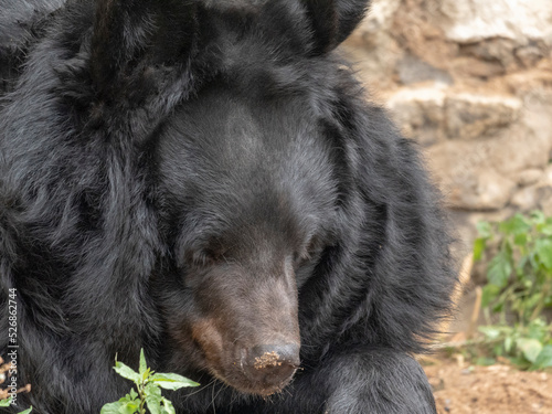 Himalayan bear or Ussuri black bear Ursus thibetanus photo