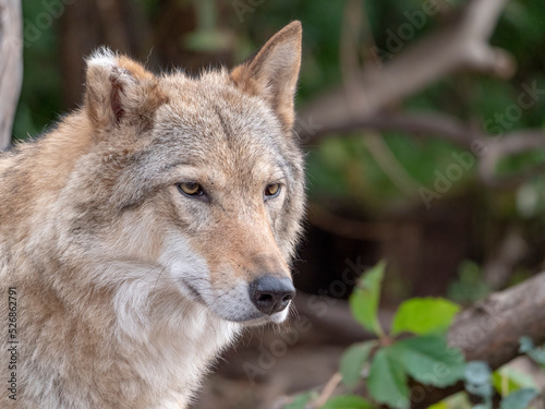 Grey Wolf Canis lupus Portrait - captive animal