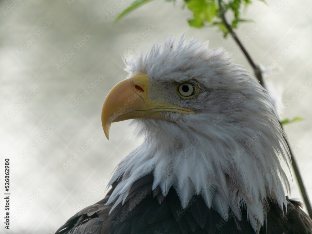 Obraz premium Bald Headed Eagle, close up shot with blurred background