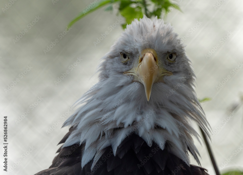 Obraz premium Bald Headed Eagle, close up shot with blurred background
