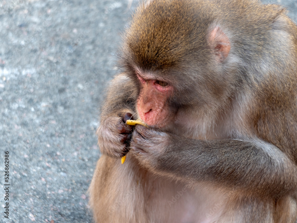 Portrait of a japanese macaque snow monkey Portrait of a japanese macaque snow monkey