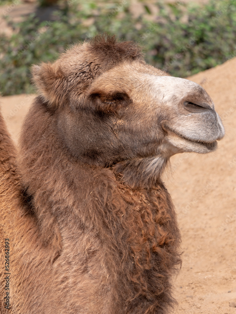 Obraz premium Portrait of a graceful two-humped camel resting in the shade