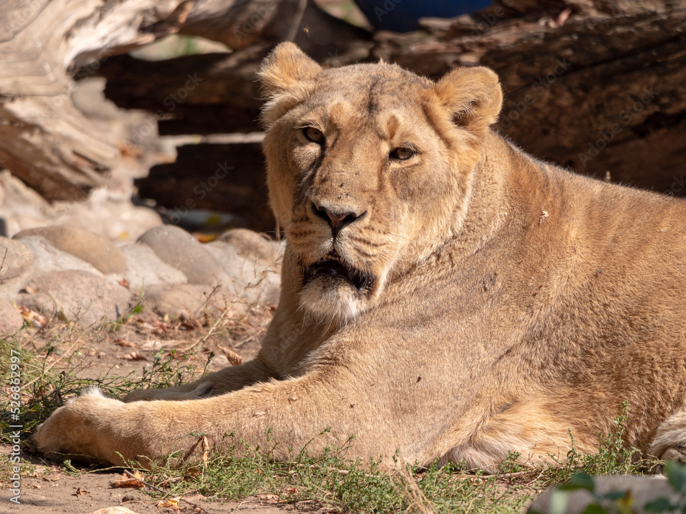 Portrait lioness basking in the warm sun after dinner Portrait lioness basking in the warm sun after dinner