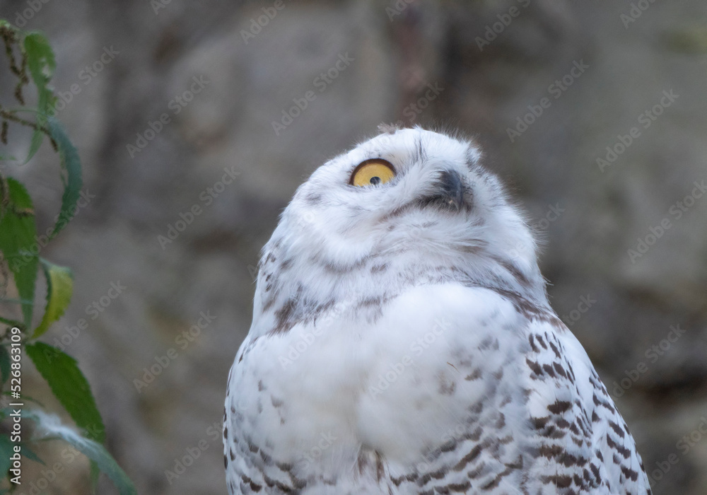 Snowy owl Bubo scandiacus or Nyctea scandiaca sitting on a stick