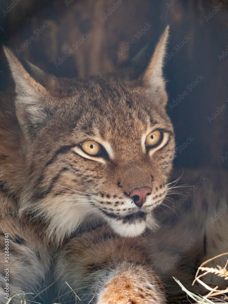 Lynx looks with predatory eyes from the shelter Lynx looks with predatory eyes from the shelter