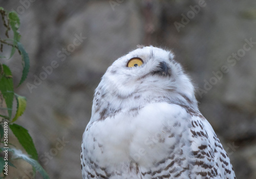 Snowy owl Bubo scandiacus or Nyctea scandiaca sitting on a stick © Arrows