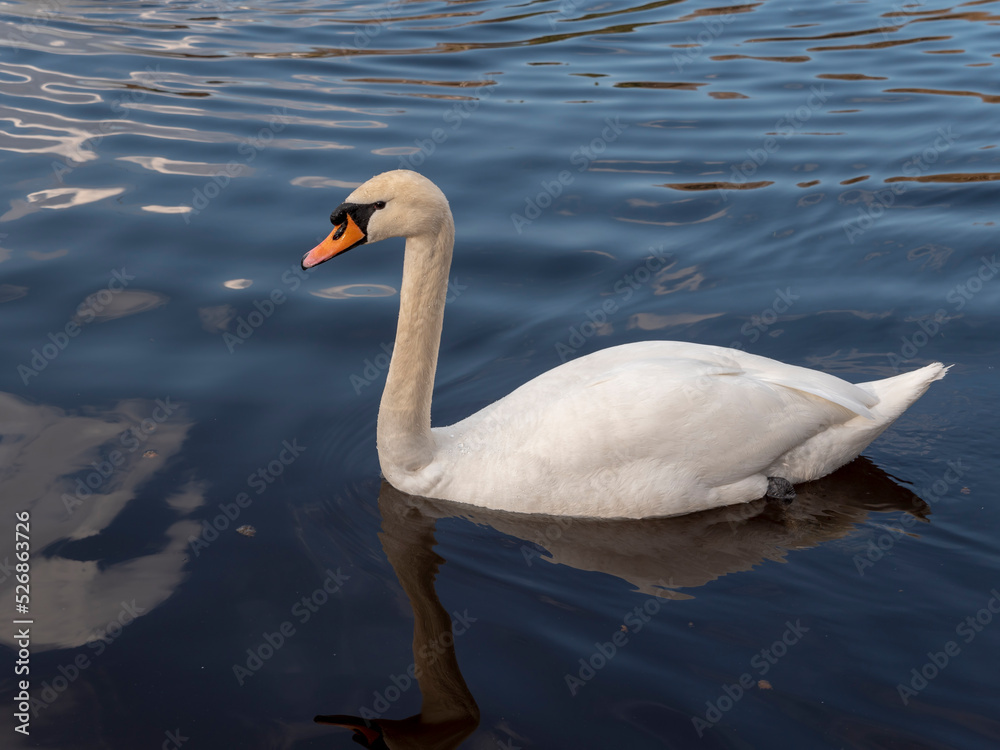 Obraz premium White swan neck with beautiful floats on the lake