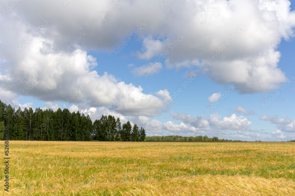 Yellow grain ready for harvest growing in a farm field Yellow grain ready for harvest growing in a farm field
