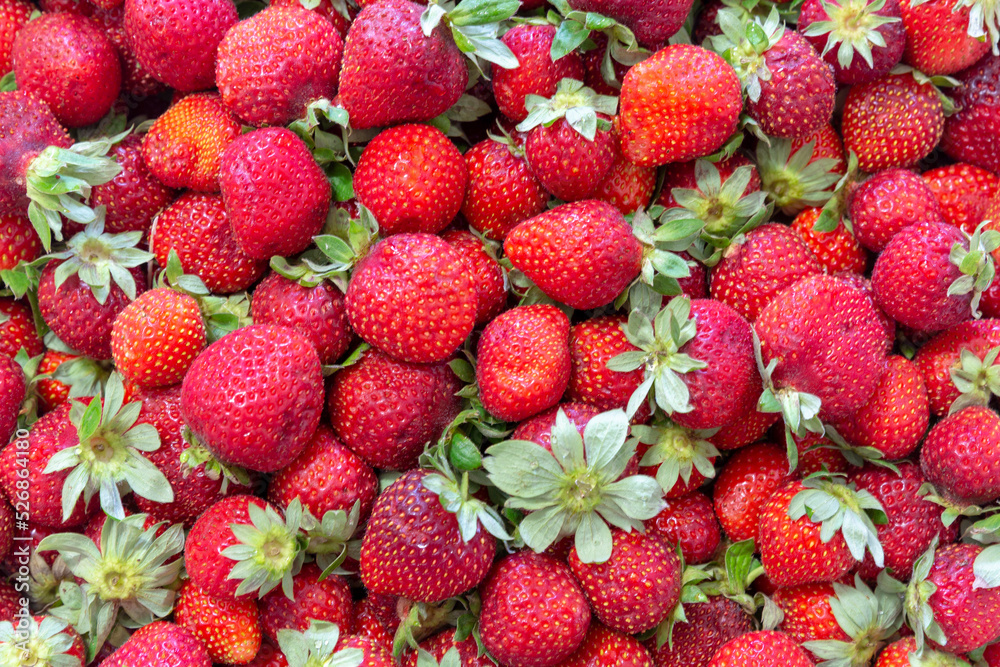 background from freshly harvested strawberries. background from freshly harvested strawberries.