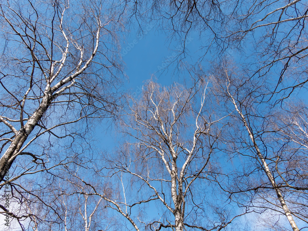 Winter birch forest in the sunlight against the blue sky Winter birch forest in the sunlight against the blue sky