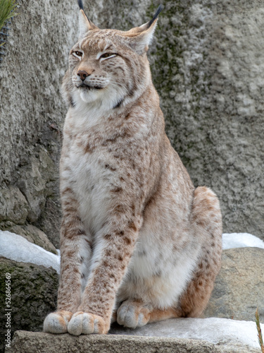 Lynx looks with predatory eyes from the shelter © Arrows
