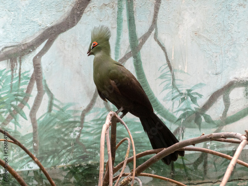 Guinea turaco (Tauraco persa) close up, also known as the green turaco or green lourie perched in a tree photo