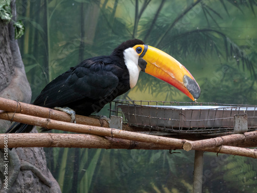 Toucan on a branch in the forest with a large beak