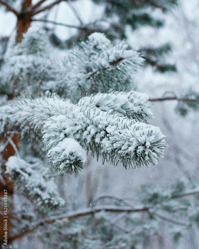 Frozen evergreen tree branch