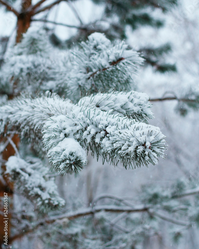 Frozen evergreen tree branch © Ewka