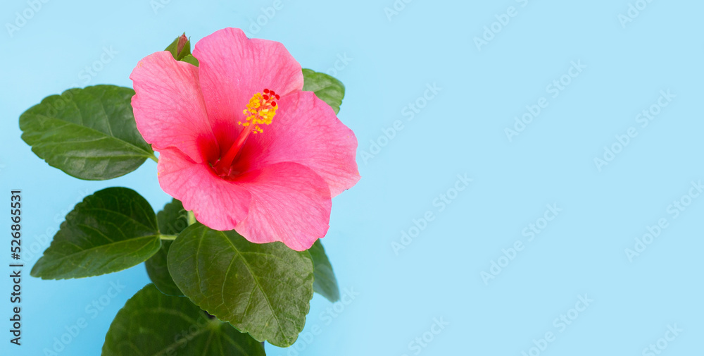 Hibiscus flower on blue background. Hibiscus flower on blue background.