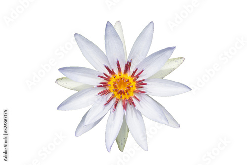 Beautiful blooming white purple water lily lotus flower on white background.