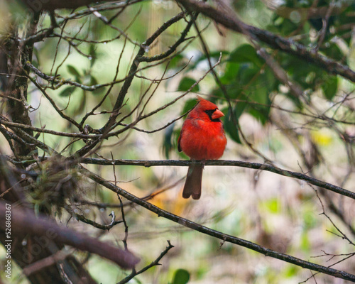 red cardinal on branch © ineffablescapes