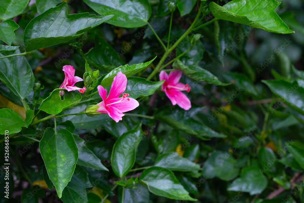 Blossom of hibiscus flower on tree