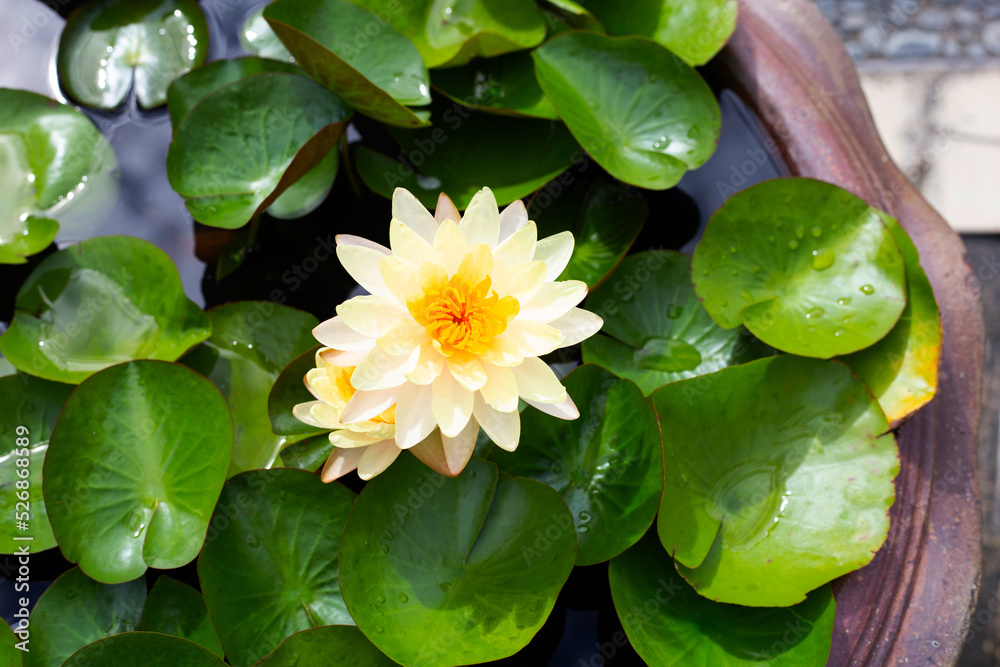 Nymphaea lotus flower with leaves, Beautiful blooming water lily Nymphaea lotus flower with leaves, Beautiful blooming water lily