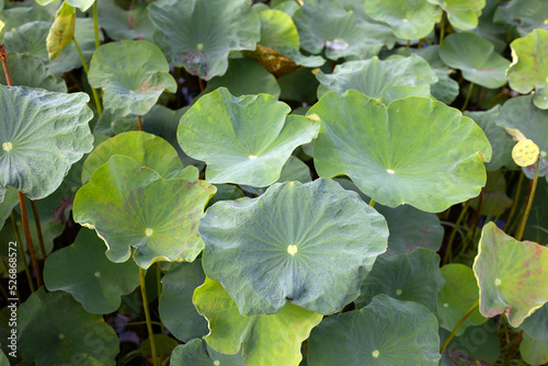 Beautiful leaves, Water lily pond © Bowonpat