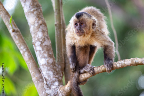 Capuchin monkey looking forward on tree branch in selective focus