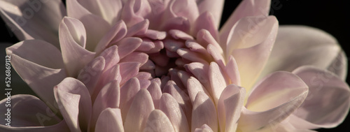 seamless background and close up of pink and white dahlia flower and petals