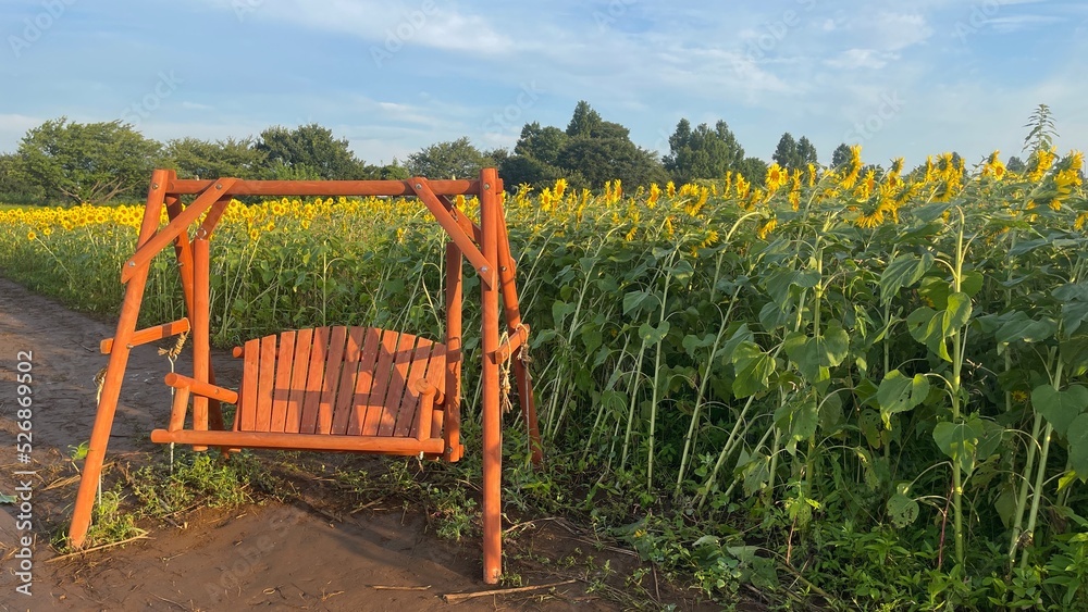 Fototapeta premium ひまわり