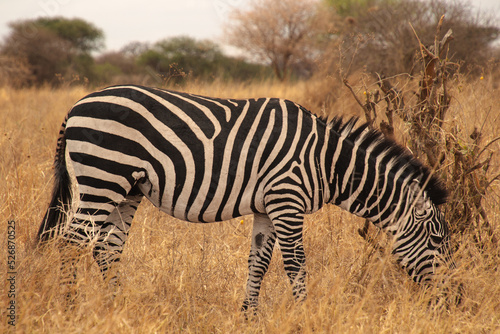 Zebra eating grass in the African savannah of Serengeti National Park  Tanzania  Africa.