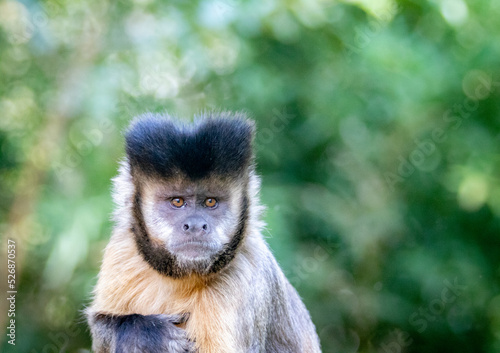 Monkey in portrait and closeup in selective focus with blurred background photo