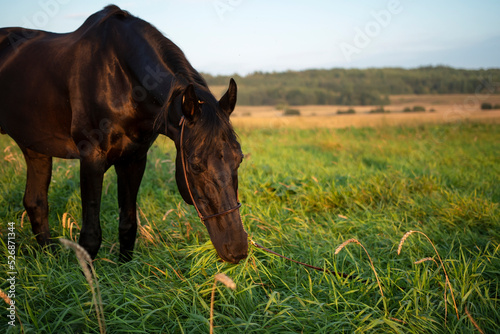 portrait of beautiful black horse  grazing at pasture. summer evening