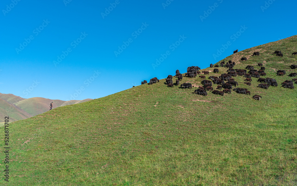 Fototapeta premium The Girl and The Yaks