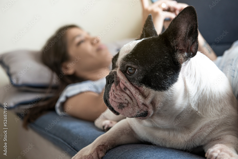 French bulldog lying on the sofa while a young woman reads. Selective focus.