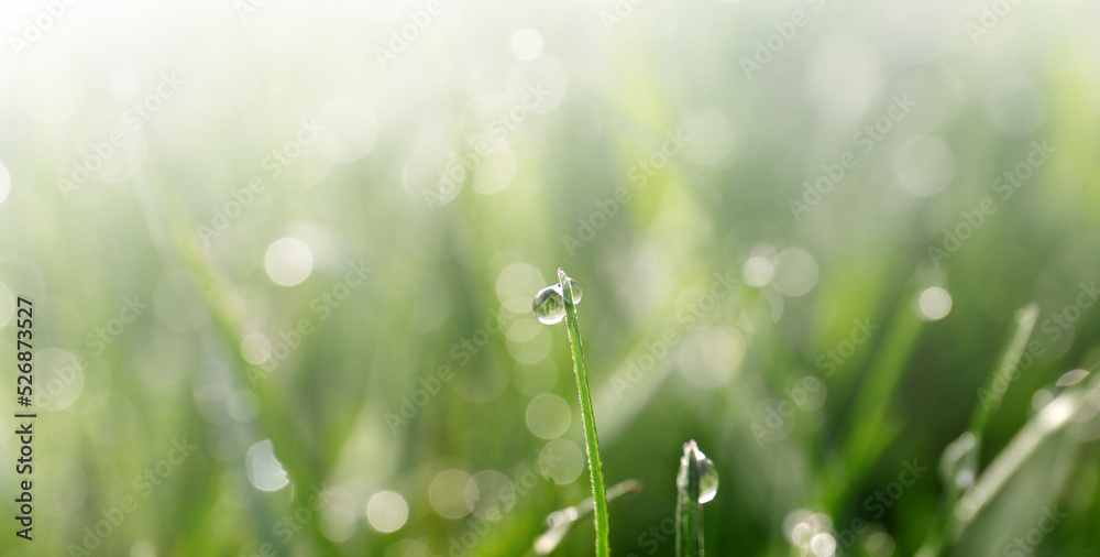 Closeup view of green grass with dew on sunny day, bokeh effect. Banner design Closeup view of green grass with dew on sunny day, bokeh effect. Banner design