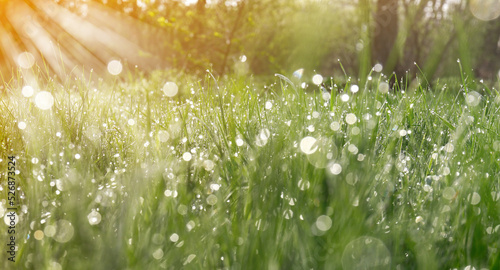 Print op canvas Closeup view of green grass with dew on sunny day, bokeh effect