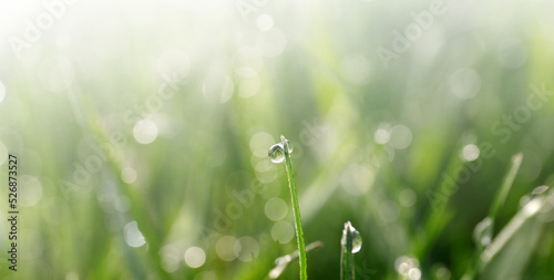 Closeup view of green grass with dew on sunny day, bokeh effect. Banner design © New Africa