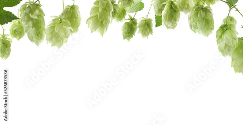 Branches of fresh green hops on white background