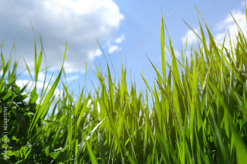 Obraz premium Beautiful lawn with green grass on sunny day, low angle view