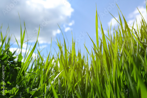 Beautiful lawn with green grass on sunny day, low angle view